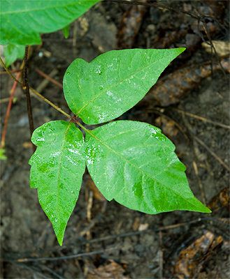 poison ivy example