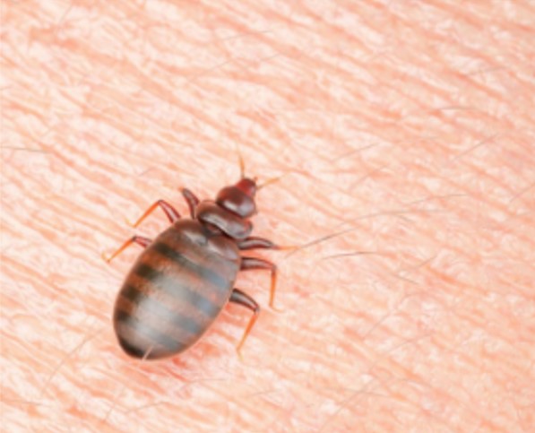 A bedbug on human skin